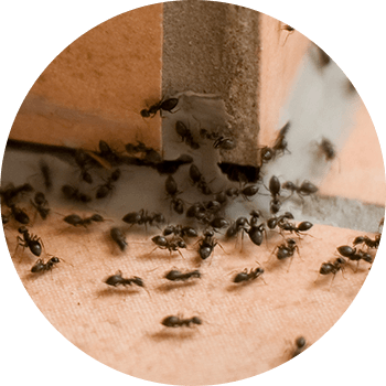 Image: Box elder bugs surrounding window frame