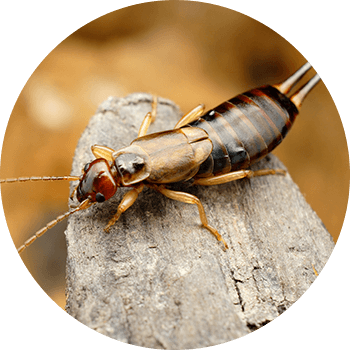 Image: Box elder bugs surrounding window frame